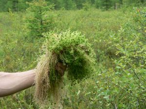 Sphagnum - a type of moss