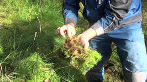 Harvesting sphagnum moss - we start collecting the plant.