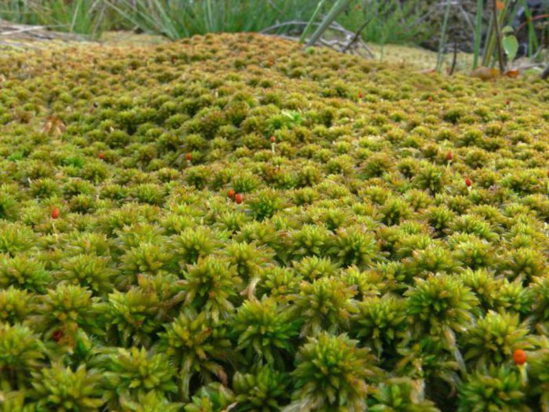 Sphagnum grows very interestingly.