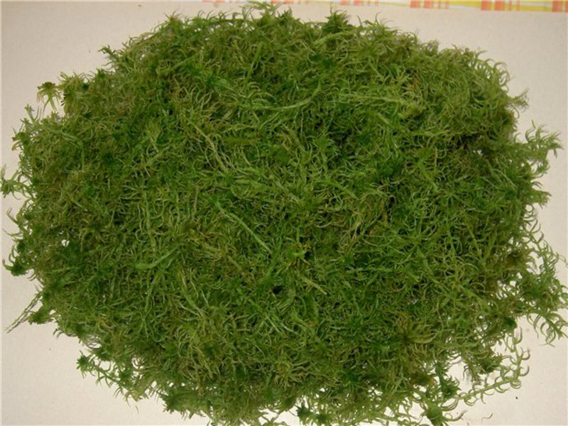 Sphagnum is removed from the roots before drying.