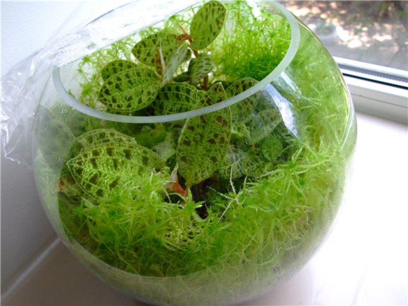 Sphagnum at home can be grown in a pot or aquarium.