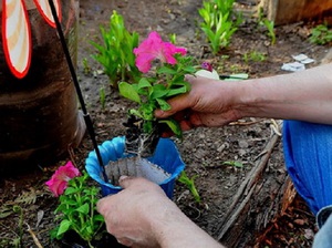 Features and principle of growing petunias