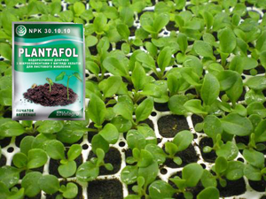 Description of fertilizers for feeding seedlings of petunias for good growth