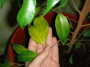 Ficus benjamin leaves dry