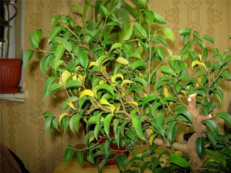 How to care for a ficus