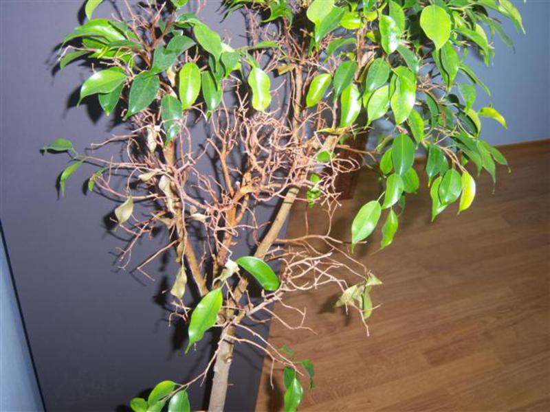 Ficus benjamin diseases