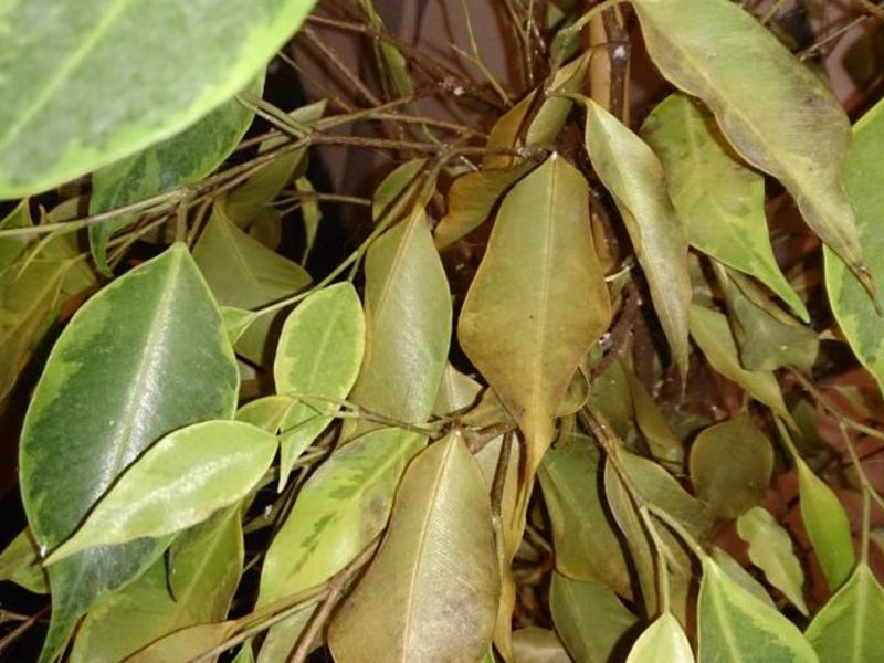 Ficus benjamin and his diseases