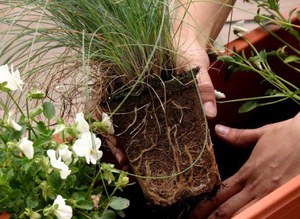 Proper care of indoor flowers