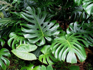 The most shade-loving indoor plants