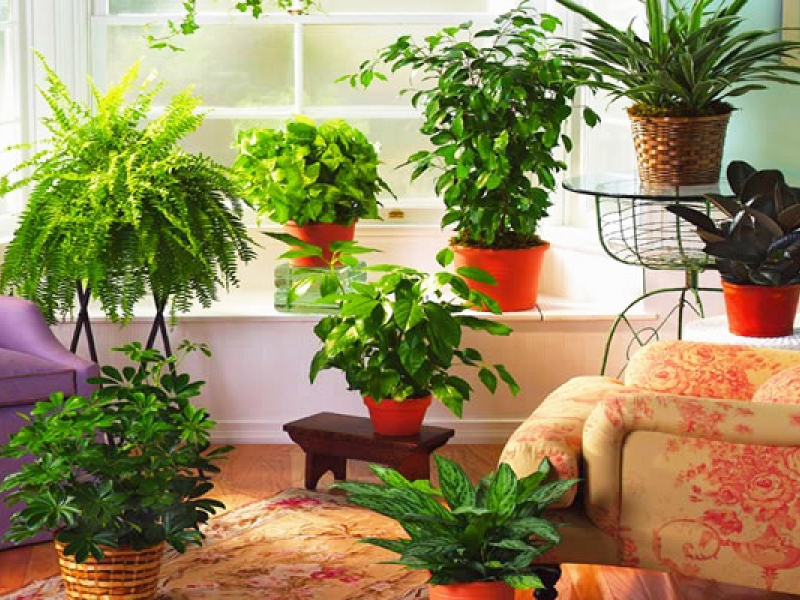 Shade-loving indoor plants