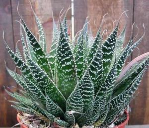 Varieties and names of aloe: photo of species of agave