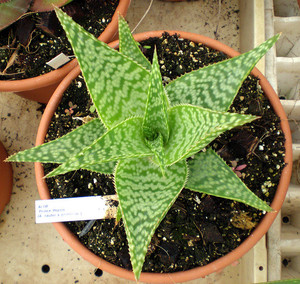 Types and varieties of aloe