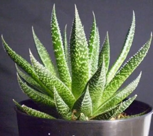 How to grow aloe