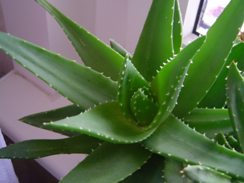 Aloe heals wounds and inflammations