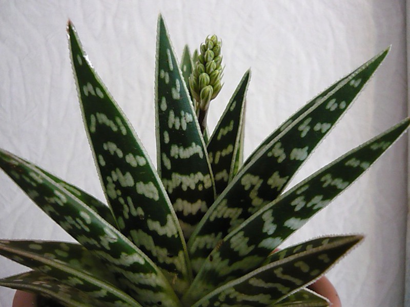 Growing aloe at home