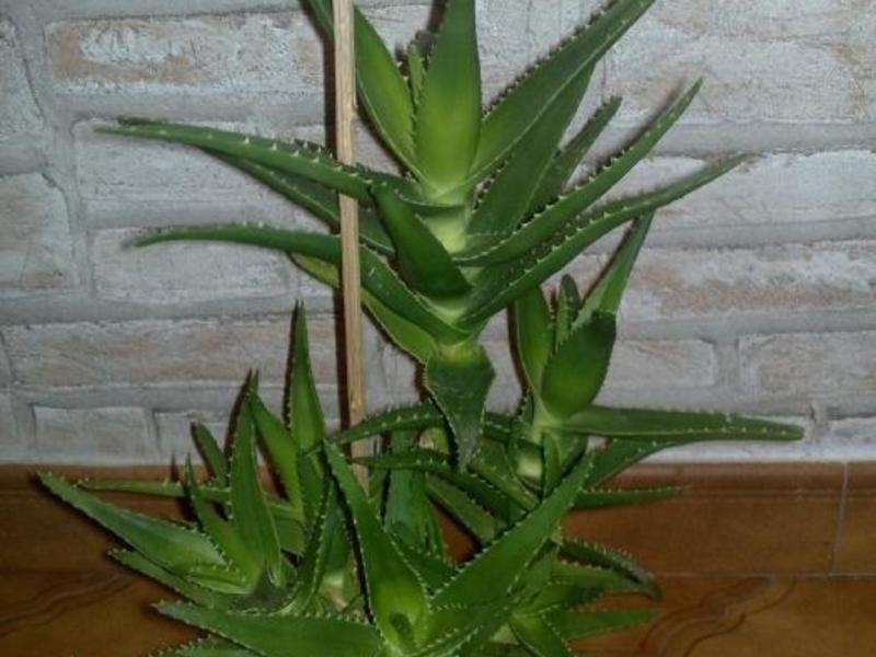 Aloe juice