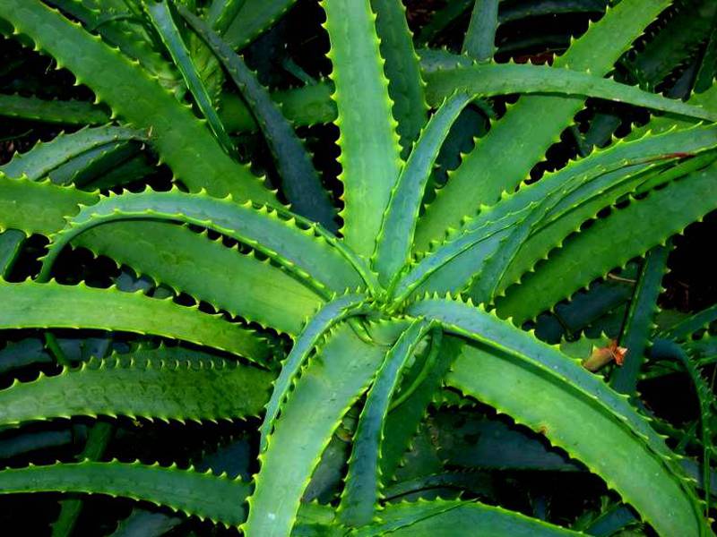 Aloe species