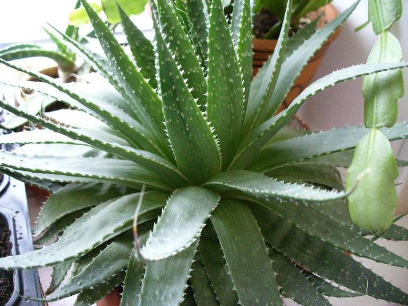 Aloe varieties