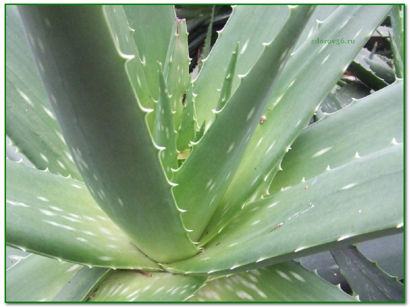 The appearance of aloe