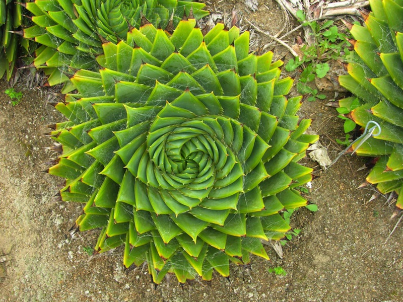 How to water aloe