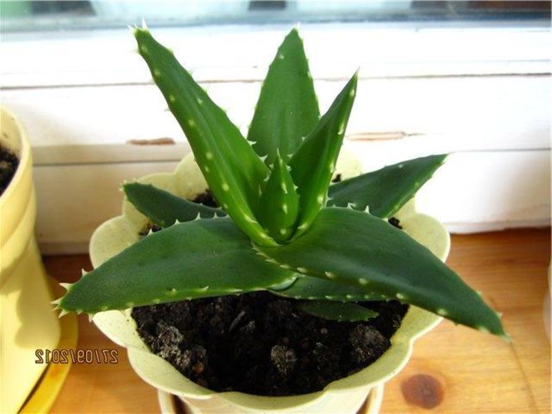 Aloe variety