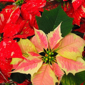 Potted flowers poinsettia