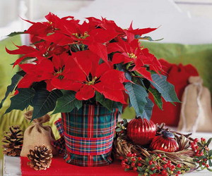 How to care for your home poinsettia