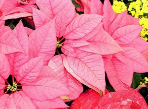 Watering poinsettia