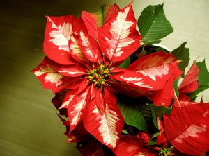 Poinsettia pests