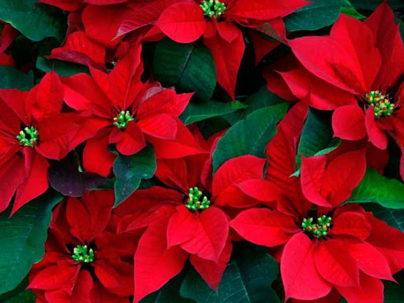 What does poinsettia look like?