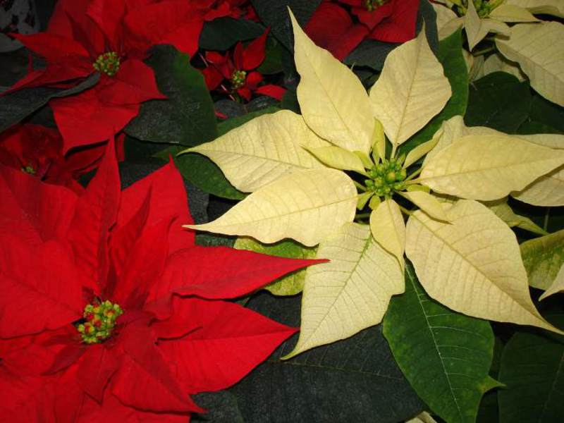 Potted flowers poinsettia