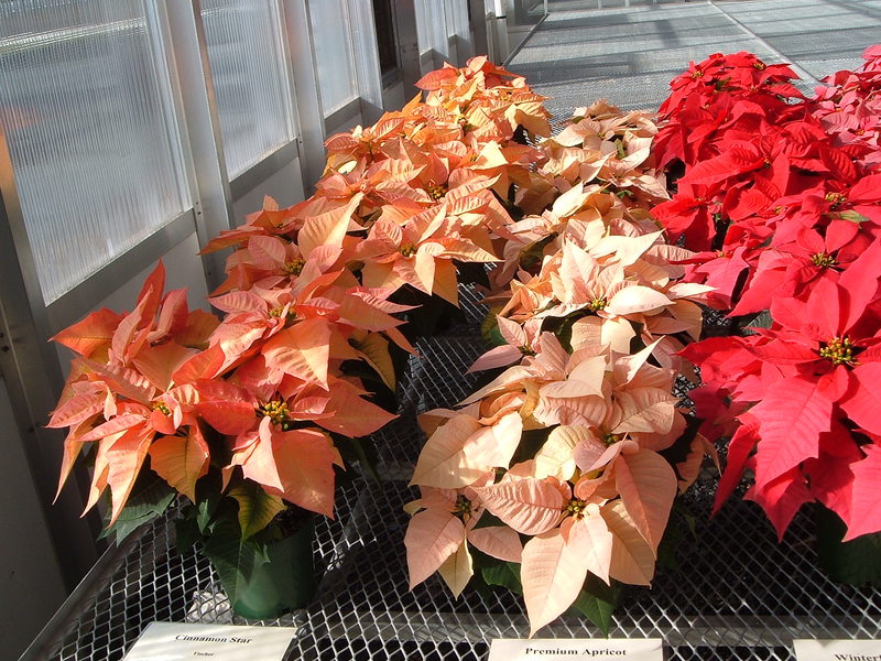 What does poinsettia look like?