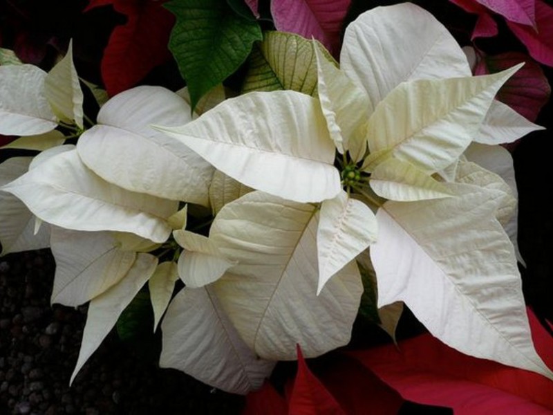 Breeding room poinsettia