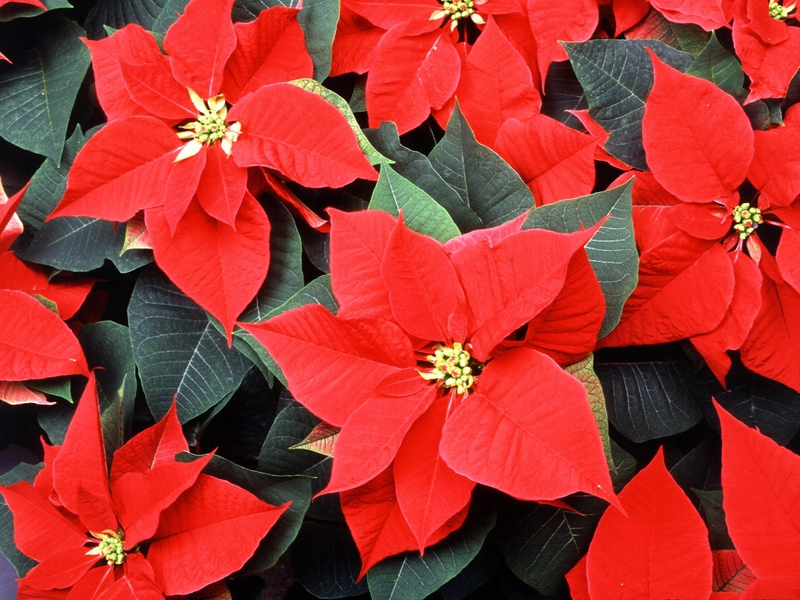 Poinsettia flower - home care