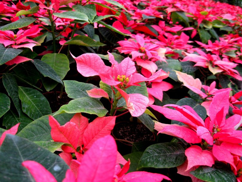 Growing poinsettia