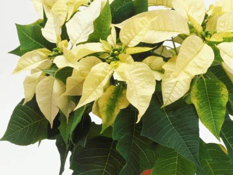 Conditions for growing poinsettia