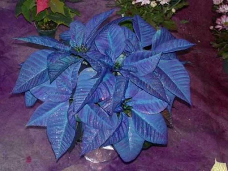 Varieties of poinsettia