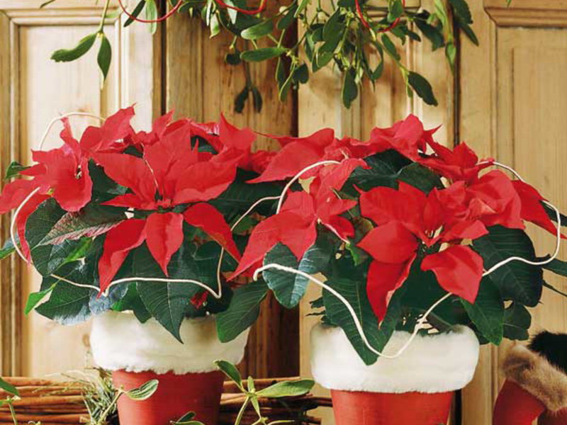 Poinsettia flower - home care