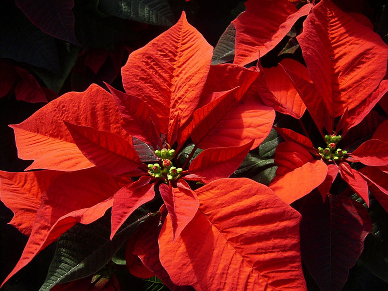 Beautiful poinsettia flower