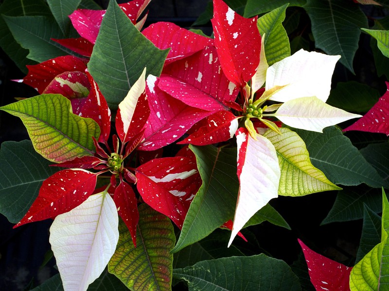 Description of poinsettia flower