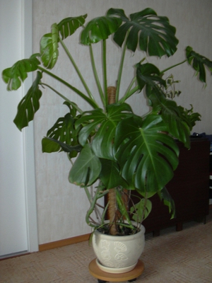 Monstera - home care