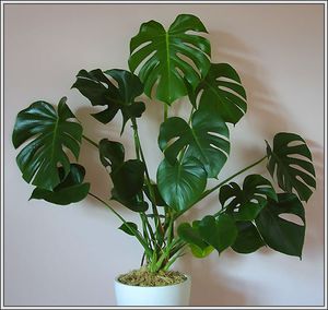 How does a monstera grow