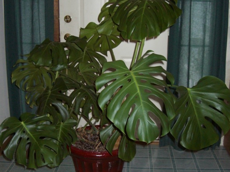 Conditions for growing monstera