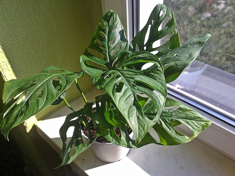 Houseplant monstera