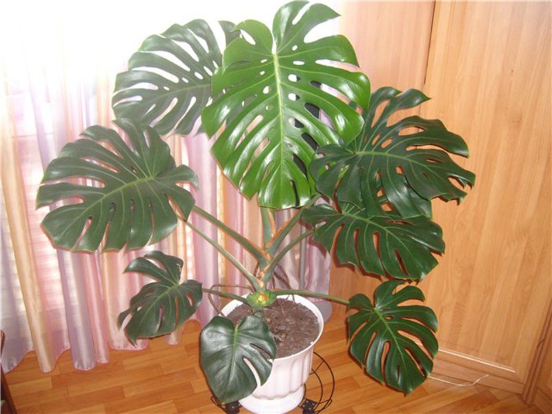 Monstera - home care