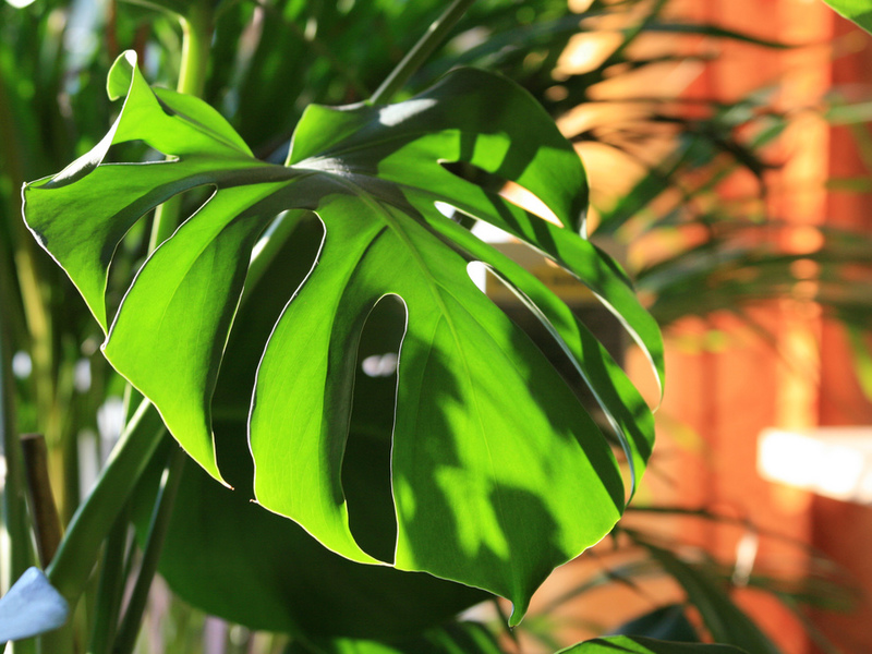 Monstera appearance