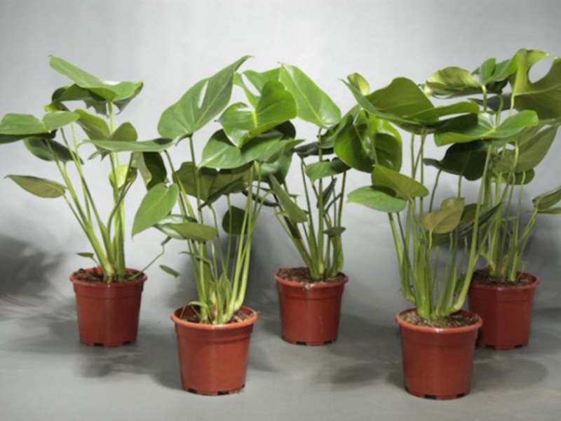 Breeding monstera