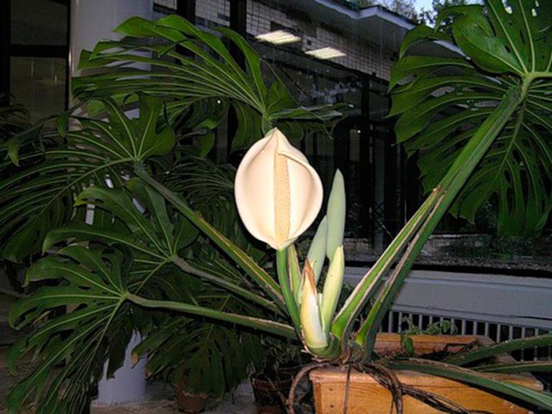 Monstera appearance