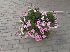 Osteospermum in the garden