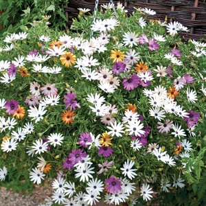 Cape daisy or Osteospermum